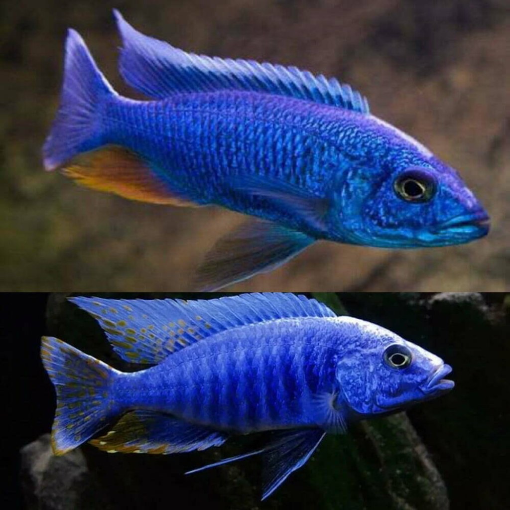Picture of: African Cichlid Male – Electric Blue Cichlid Large (Sciaenochromis