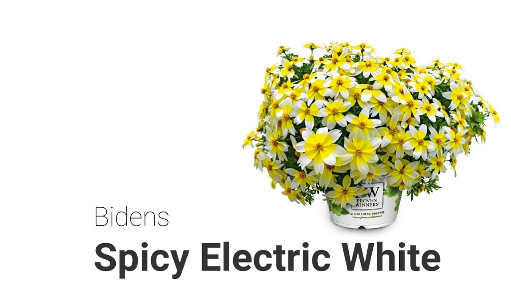 Picture of: Bidens: Spicy Electric White – DE