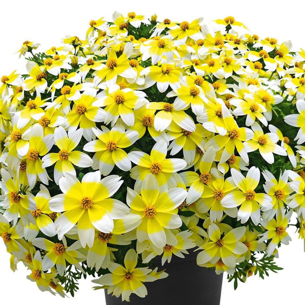 Picture of: Bidens ‘Spicy Electric White’