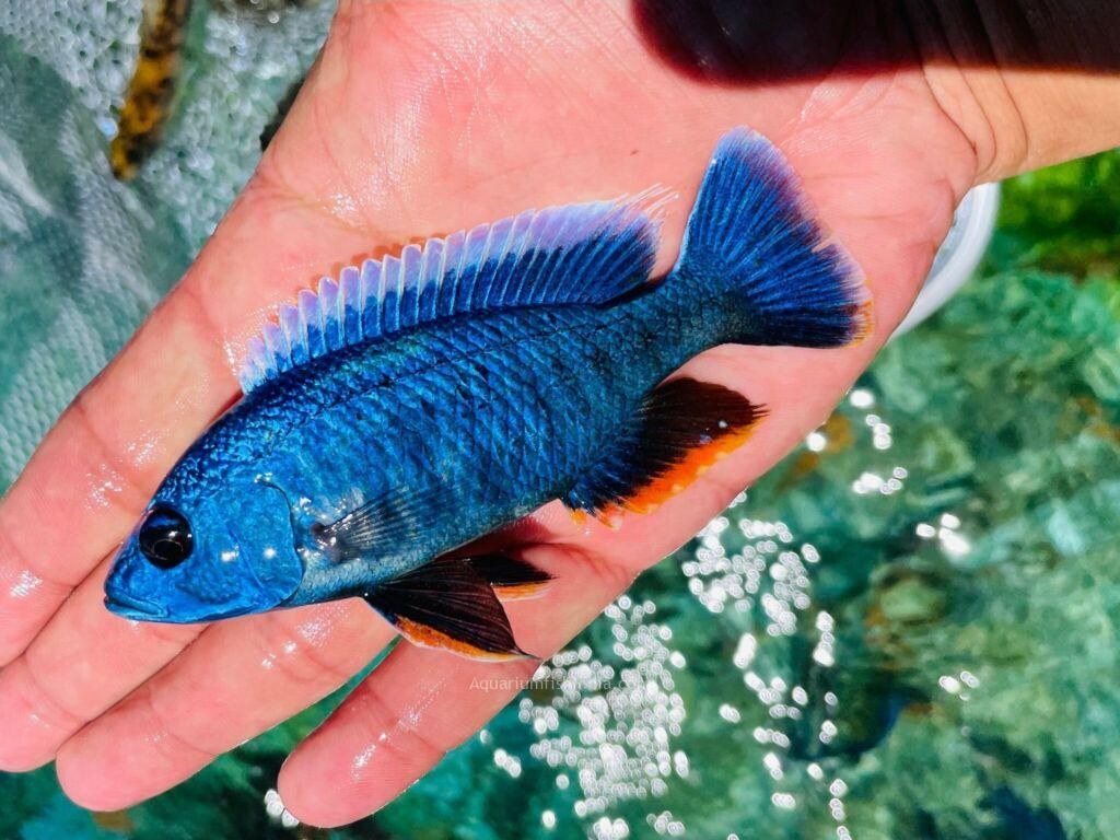 Picture of: Blue Peacock Cichlid – Buy Malawi Cichlids Online – Mbuna Cichlids