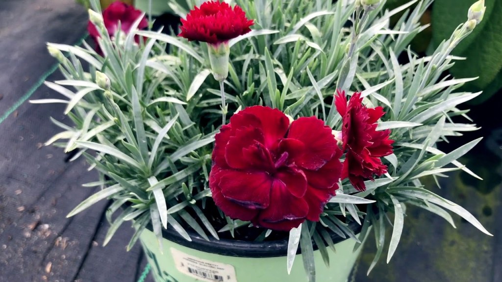 dianthus electric red - DIANTHUS PRETTY POPPERS `ELECTRIC RED`