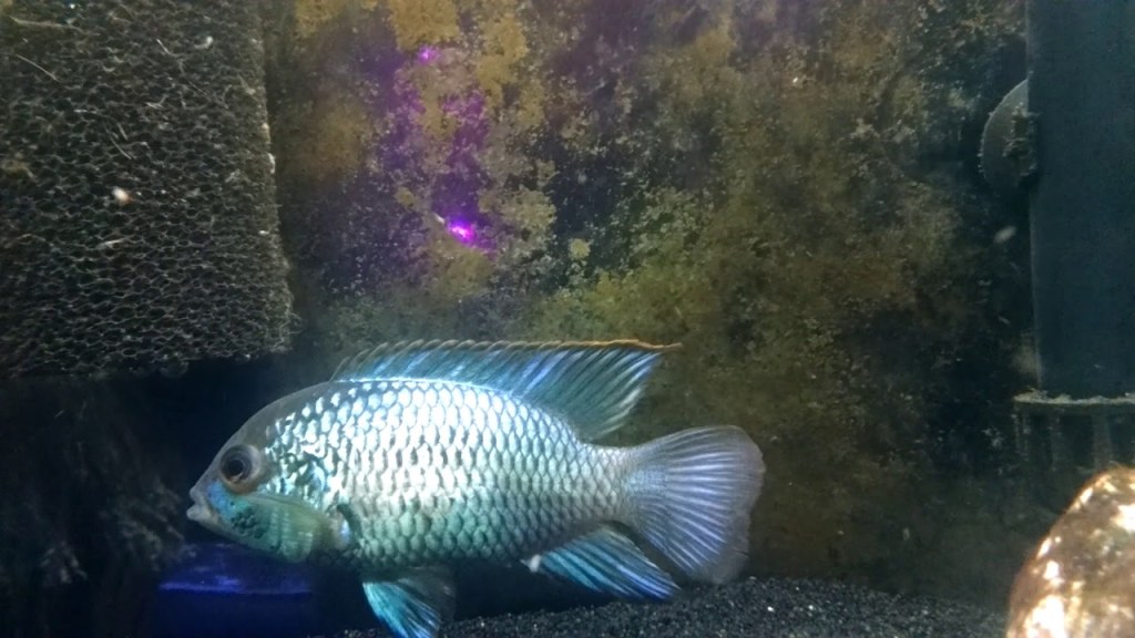 Picture of: Electric blue acara pair male and female the difference + year Update