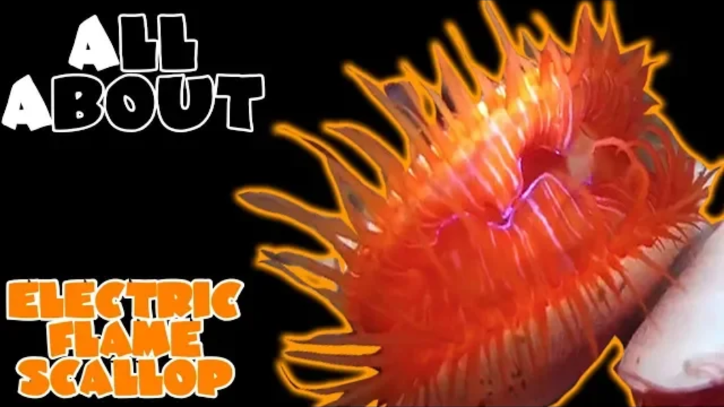 Picture of: Electric Flame Scallop: Complete care guide  Tank Facts