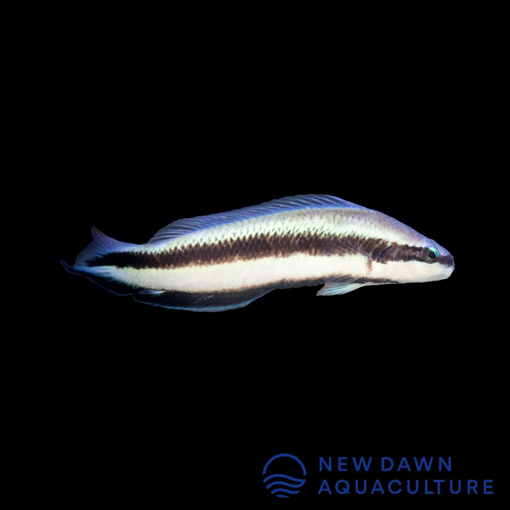 Picture of: Electric Indigo Dottyback  New Dawn Aquaculture