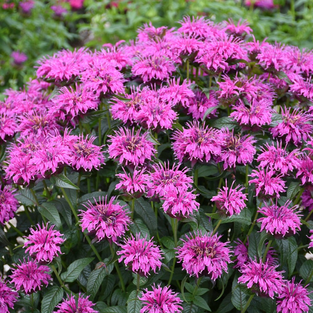 Picture of: Electric Purple Neon Monarda Beebalm Perennials Attracts Butterflies and  Hummingbirds
