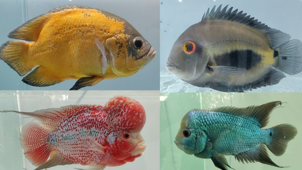 Picture of: Flowerhorn Fish, Oscar Fish, Arowana Fish at World of Fish