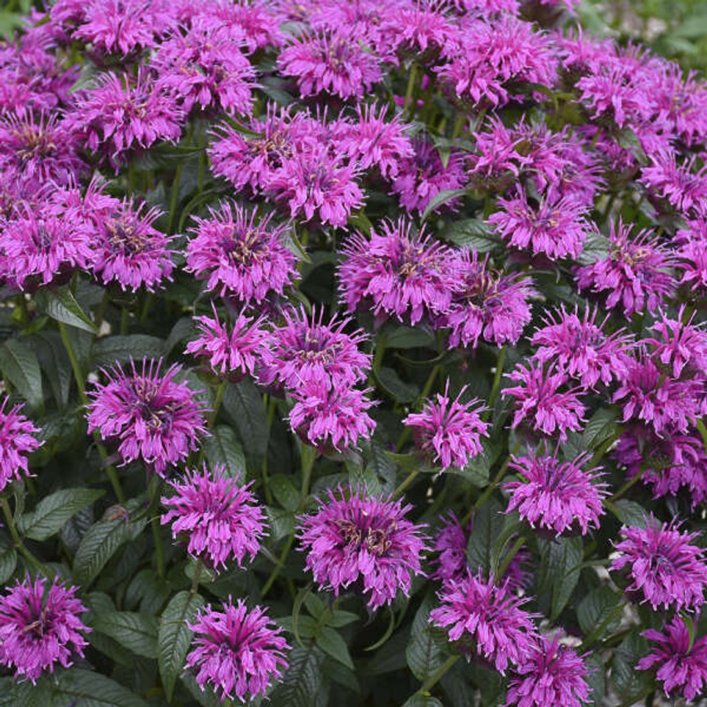 Picture of: Monarda ‘Electric Neon Purple’ PPAF ()ct Flat