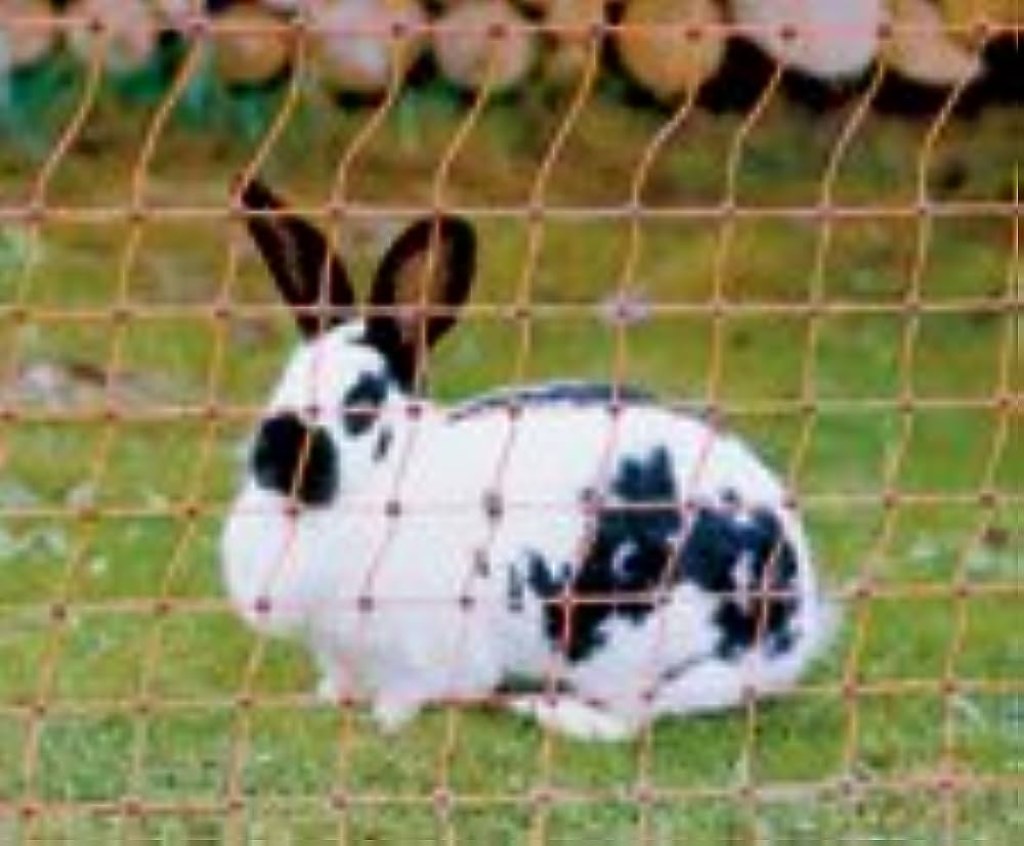 Picture of: Rabbit Electric Fence Rabbit Net/Rabbit Fencing Fence  m x  cm