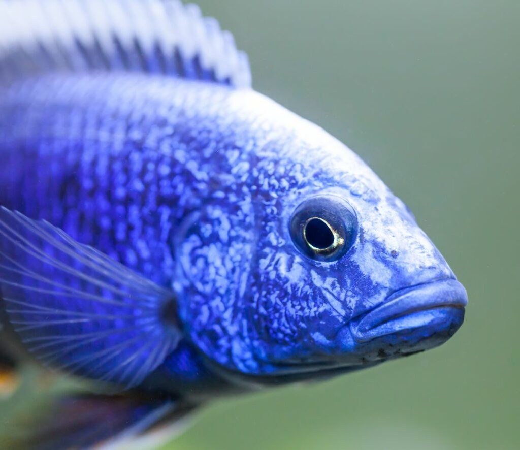 Picture of: Types of Electric Blue Cichlid
