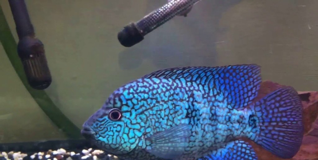 Picture of: x Package – Electric Blue Carpintis Cichlid ~ Sml/Med  /” –